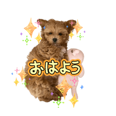 maron_20251220140826