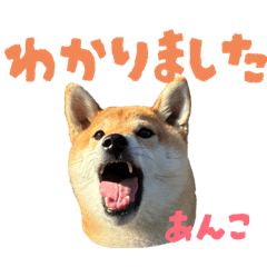 shibaann_20251220122639