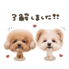 uchinoko_honpo._20251220135721