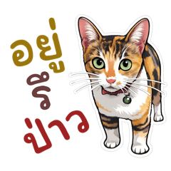 o Ka ne Girl next door The knocking cat