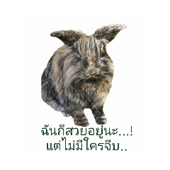 Pooriphat Suksaweng_20251220043045