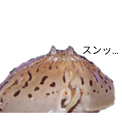 Torafukarappa_20251218232104