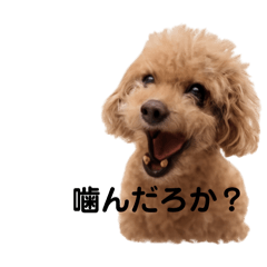 tekuteku_20251220202711