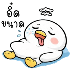 Chubby Duck (Kum-muang)