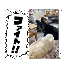 yutaboon_20251220191610