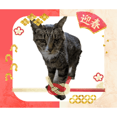 tomo.shochan_20251220174636