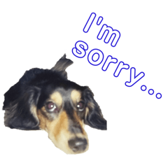 sora_My beloved dogs "love" 2