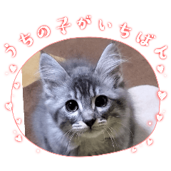 coochan_20251220174725