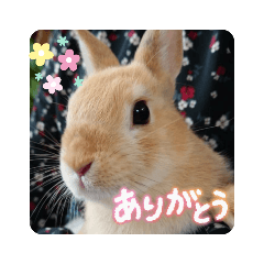 Komugi's Daily Rabbit Stamps