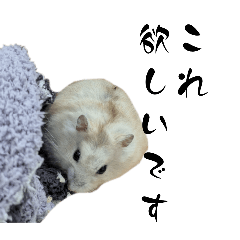 fuwafuwahamuwostar_20251220205114