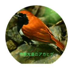 koji ushi jima_20251220210238