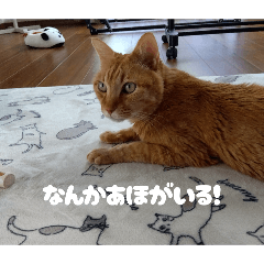 @qlxw._52_20251220205050