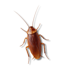 Just kidding - Big Sticker