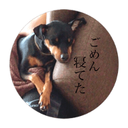 minipin_simba_2