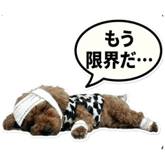 Sparkle Cow Print Poodle