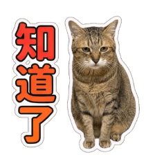 郭寶貝日常用語01