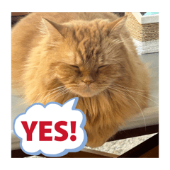 Smile Melody_20251220212029