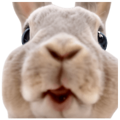 HappyBunily