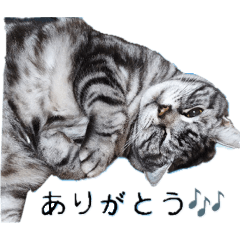 Gatto_20251220192239