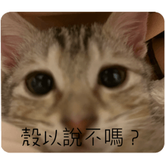 百萬是臭臭小貓