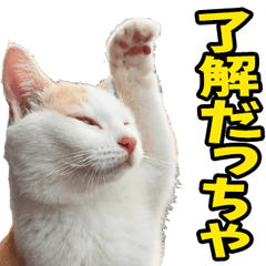 鳥取弁☆にゃんこ