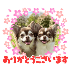 kotemon515_20251220195154