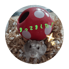 macha_20251220211139