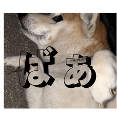 waoomonziru_20251220211817