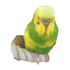 NyanKuu_20251220211641