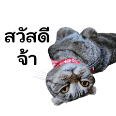 CEO chom_20251220201544