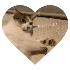 shiii_20251221013941