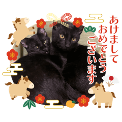 TARABAGANI_20251221121928