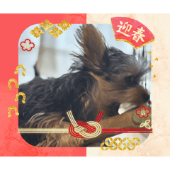 Velkis_20251221094105