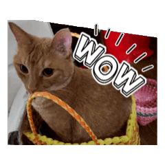 1484shokai_20251220224440