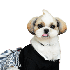 ぶーちゃんの可愛いスタンプです！！