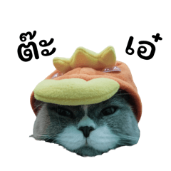 CEO chom_20251220205647