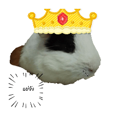 allnew_20251221034828