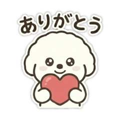 Fluffy Bichon Frise (All year round)