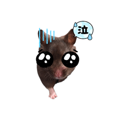 w.coo_20251221144218