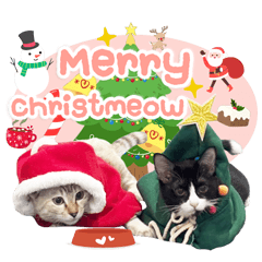 Haru & Hana Meow