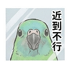 龜毛小爹的紅腰鸚鵡｜鳥事一堆
