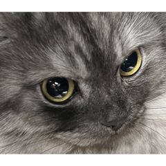 Umi：人類去賺錢