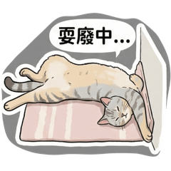 美短貓-熊寶日常1