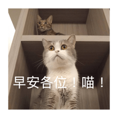 卡哇伊的肉包和珍珠