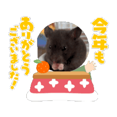 w.coo_20251221152015