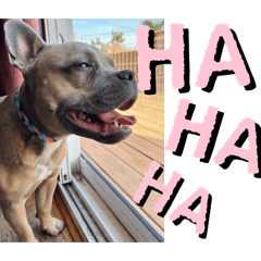 Dog stickers (Jp/En)