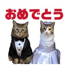 saritintira_20251221161731