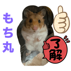 shunshun_20251221162643