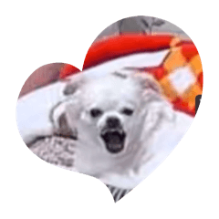 Hanami_20251221162345