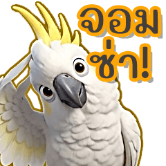 The mischievous cockatoo